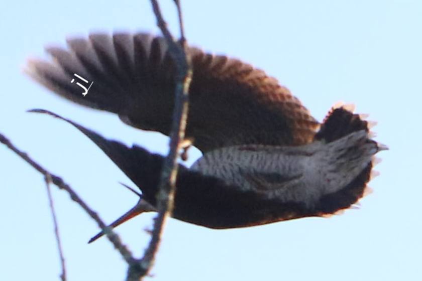 Bécasse des bois en vol, ailes déployées, entre des branches nues